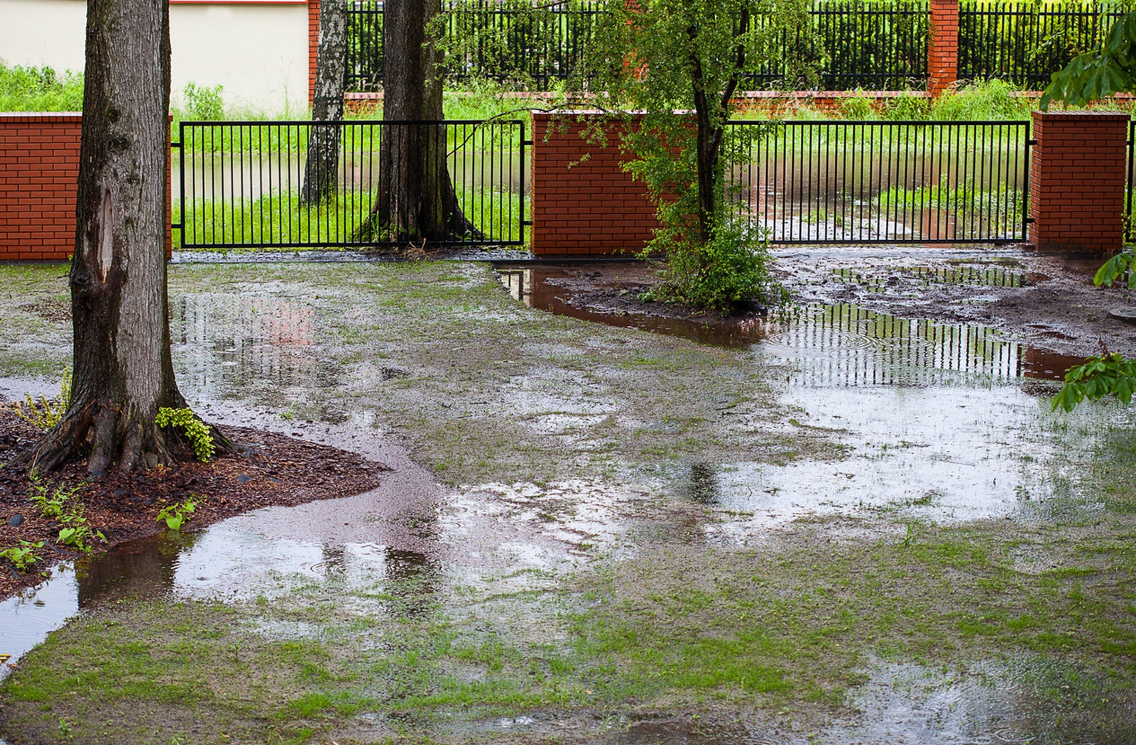 Flooded yard with large puddles, soil erosion around tree trunks, and a metal gate in the background. Overcast sky creates a somber tone.